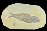Bargain Fossil Fish (Mioplosus) - Uncommon Species #131138-1